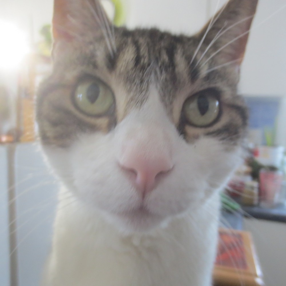 Fuzzy Lewis